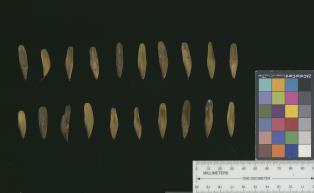 SEED